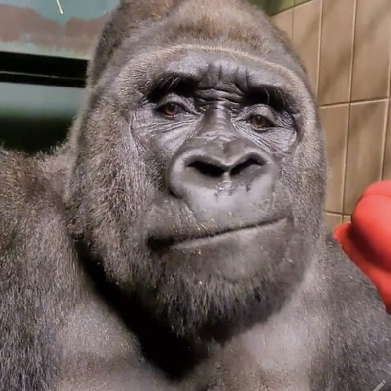 Gorillas Asia69