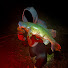 wKEOLk2nCto-channel-avatar-MaccaZFishing