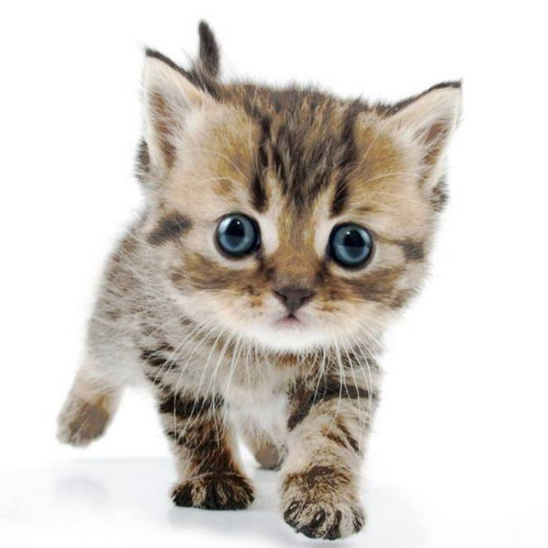 Kitten Blog