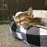 2blfeX5vvP8-channel-avatar-The Purrfect Channel