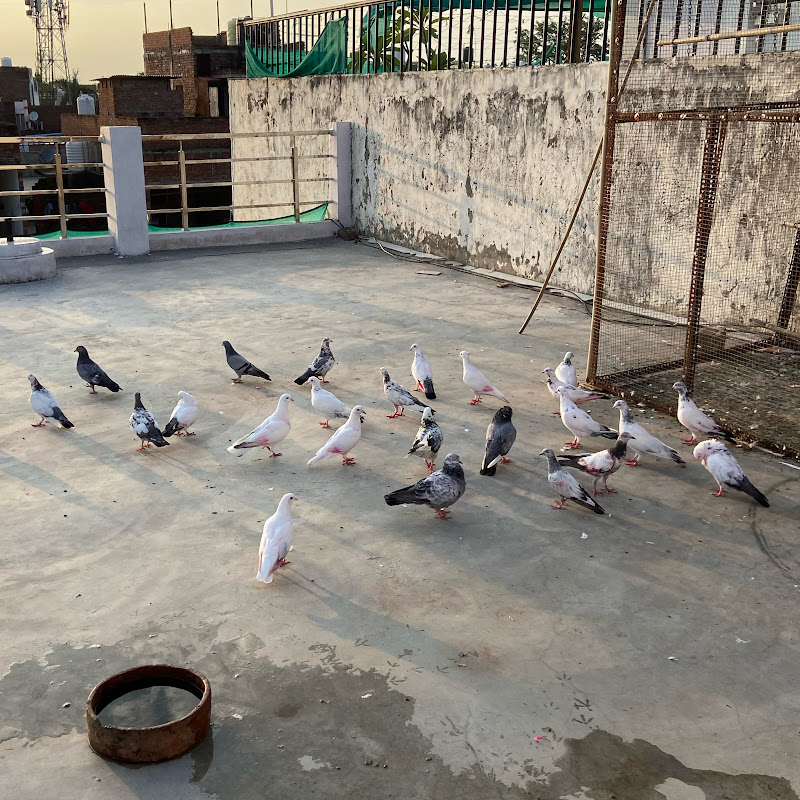 Hire HMPigeon — Pets & Animals YouTube creator for sponsorships