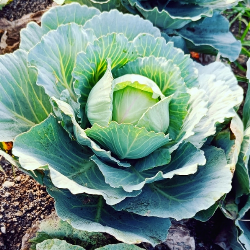 shinde's terrace garden