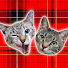 9bUFJdklINM-channel-avatar-かれんともみじの「快適猫暮らし」