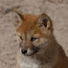dVODxAnTrvs-channel-avatar-cmdingo