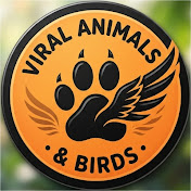 Viral Animals & Birds