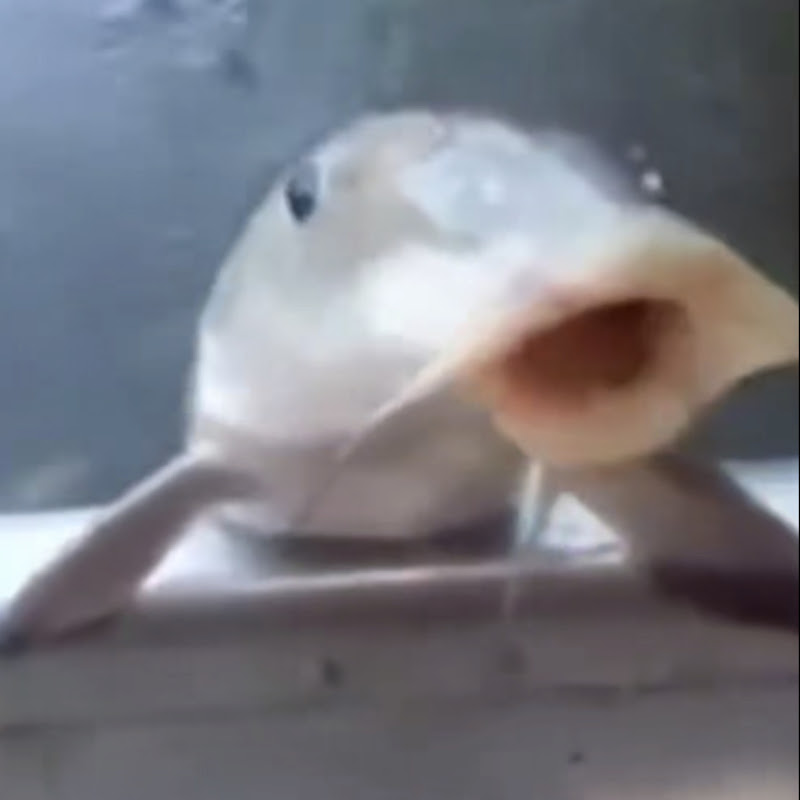 peixinhomemes