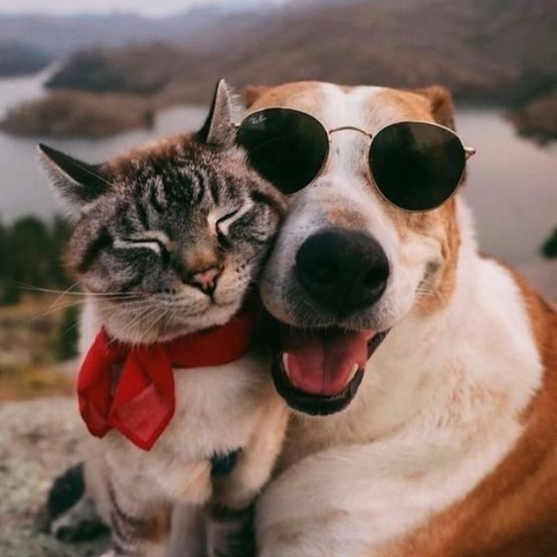 I feel so happy to watch this #cat #adoreble #funnypets #funny #petvideos #funnyanimals #shorts