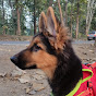 Bella-The german shepherd - @bella-thegermanshepherd4067 - Youtube