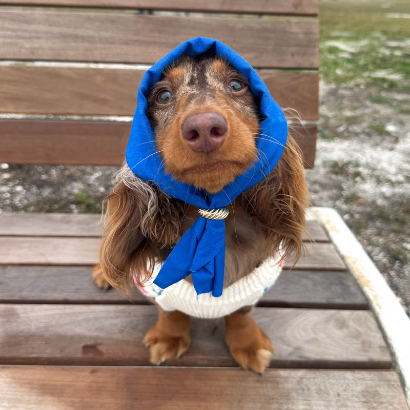 Indy the Mini Doxie