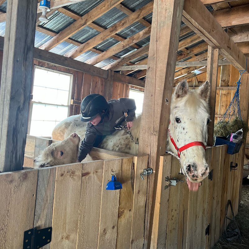 Polka Dotted Equestrian