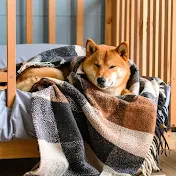 LoFi Trackss