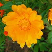 Nature Focus