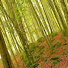 RA50TyQ5zHE-channel-avatar-Wildwood Tales TV