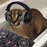 dN_6oqJ9CxA-channel-avatar-DJ Floppa 