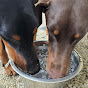 Dobermann Bonny & Adele logo