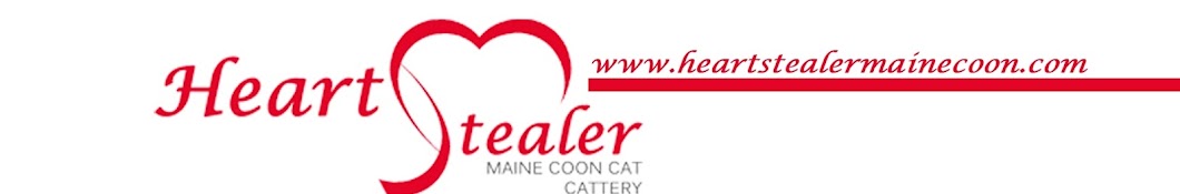 Heart Stealer Maine Coon Cattery YouTube channel avatar