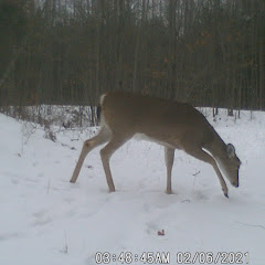 Jays World