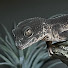 CkT4wWk2Xs4-channel-avatar-Goji Exotic Reptiles