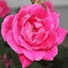 dLpen_w9WJk-channel-avatar-In Rose's Garden