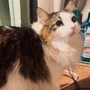 マサマネ UNOFFICIAL - 非公式ものまね芸人