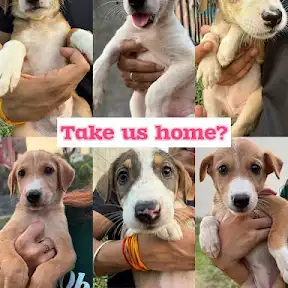 Dog with Blog YouTube channel