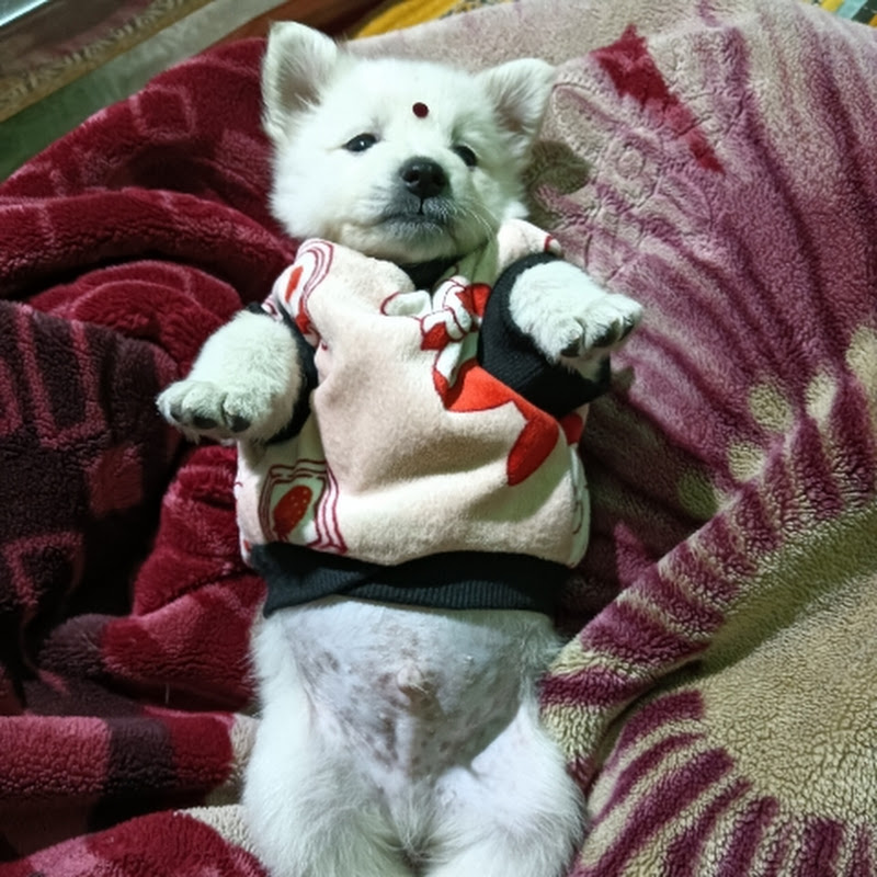 Hire 🐕Hey I AM Dogo🐕 — Pets & Animals YouTube creator for sponsorships