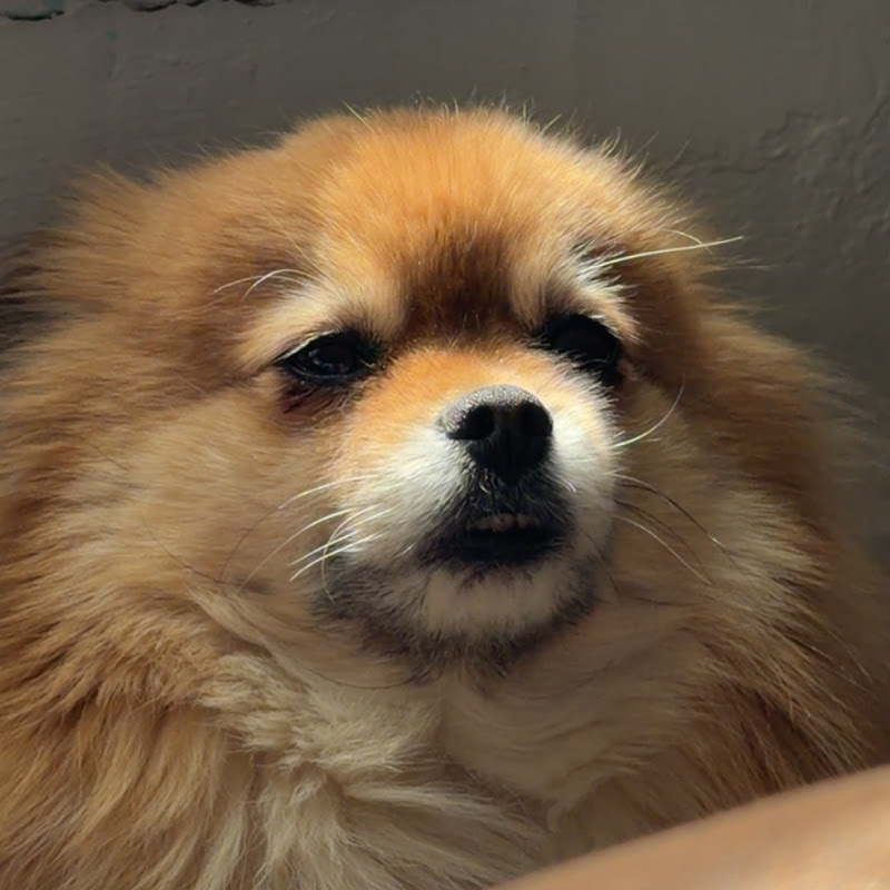 JesKey  icon