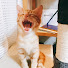 E9emQo5-Cuk-channel-avatar-旅猫ラキさん　tabi__neko_