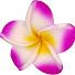vEspafVuaAc-channel-avatar-Frangipani Cook