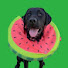 rfI5sa_QIN4-channel-avatar-Franklin The Black Lab