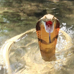 KingCobraJFS net worth