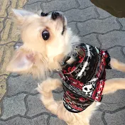 チワワの銀さんチャンネル