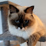6S-cUmj8sBU-channel-avatar-Pawsitive Breeders