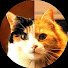 VnaFATivzRw-channel-avatar-Cats & Lifestyle UK