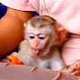 Monkey Benjo