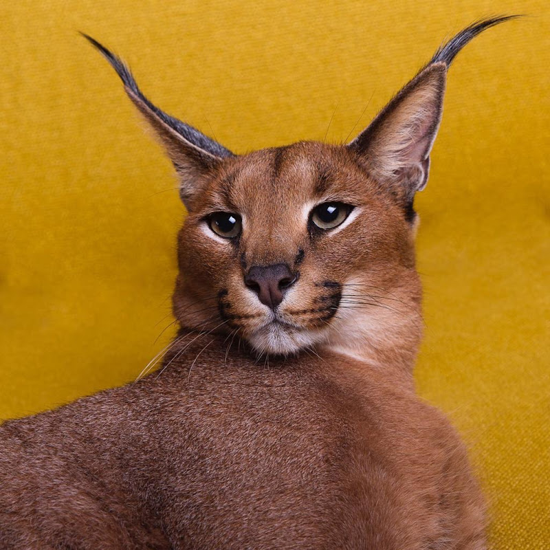 Pumba Caracal