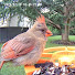_4_OG-f1WaI-channel-avatar-The Daily Bird