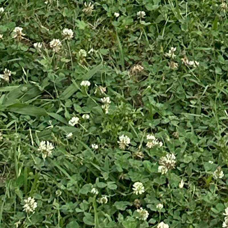 Ssss