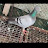 Racing pigeon loft