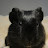 @pyro_the_guinea_pig