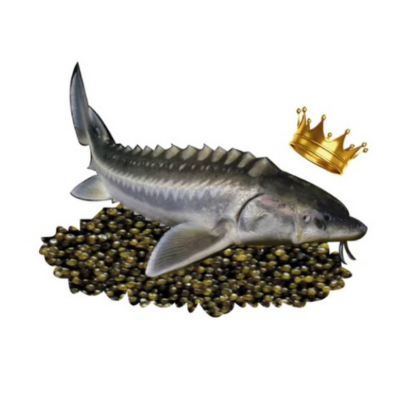 Real Gourmet Food Channel