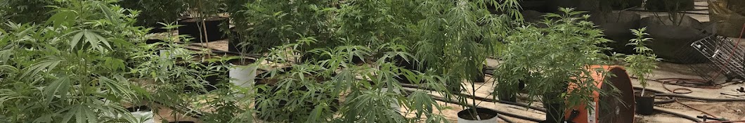 Future Cannabis Project Avatar del canal de YouTube