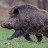 Top Wild Boar Hunts