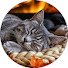 xCo9_Zvxg3w-channel-avatar-Quiet Cat Ambience