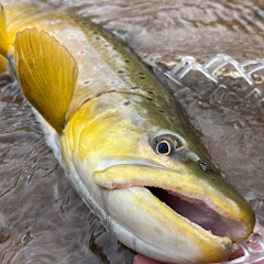 Podgląd kanału Utah Fishing Channel