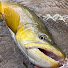 3Zmq57KJCW8-channel-avatar-Utah Fishing Channel