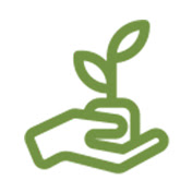 Yan Yan Can Plant