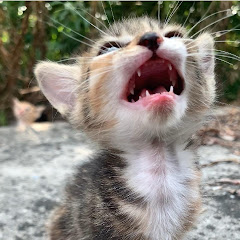 流浪猫福利院アイコン画像