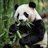 NdtLYc-03pY-channel-avatar-Pandaการดูซีรี่ย์ทีวีภาษาไทย