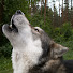 t9LKHDBKEFg-channel-avatar-PAWEŁ BIAŁYSTOK CANIS LUPUS SZARY WILK